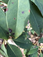 Mycosphaerella colorata