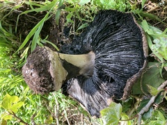 Agaricus lilaceps