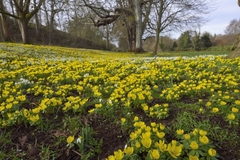 Eranthis