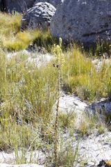 Thesium euphorbioides