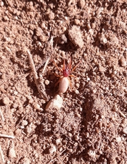 Dysderidae