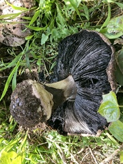 Agaricus lilaceps