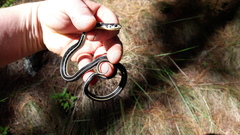 Thamnophis pulchrilatus