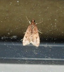 Eudonia asterisca
