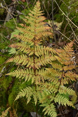 Dryopteris expansa