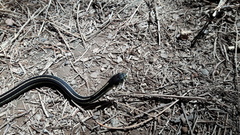 Thamnophis pulchrilatus