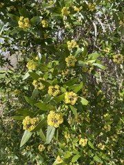 Umbellularia californica