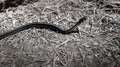 Thamnophis pulchrilatus