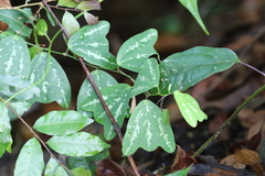 Passiflora panamensis