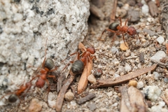 Formica aserva