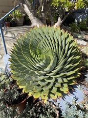 Aloe polyphylla