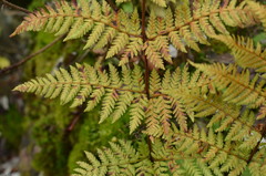 Dryopteris expansa