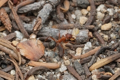 Formica aserva