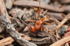 Formica aserva