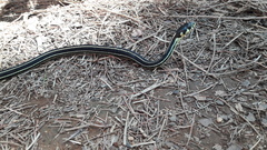 Thamnophis pulchrilatus