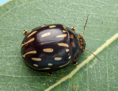 Paropsisterna anomala