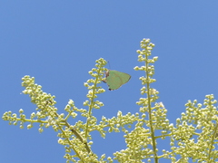 Cyanophrys herodotus