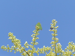 Cyanophrys herodotus