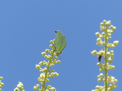 Cyanophrys herodotus