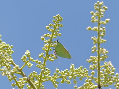 Cyanophrys herodotus