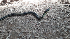 Thamnophis pulchrilatus