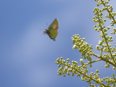 Cyanophrys herodotus