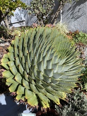 Aloe polyphylla
