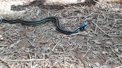 Thamnophis pulchrilatus