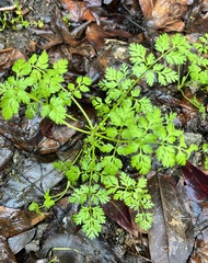 Anthriscus caucalis