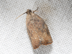 Meritastis laganodes