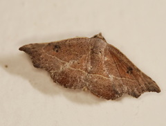 Laspeyria concavata