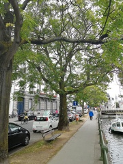 Ailanthus altissima