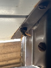 Pachodynerus nasidens