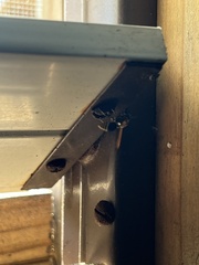 Pachodynerus nasidens