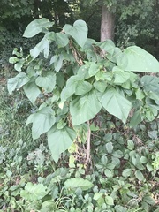 Populus heterophylla