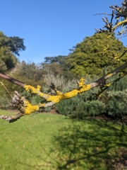 Teloschistaceae