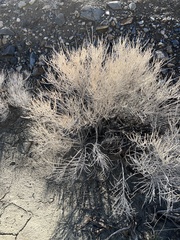 Tetradymia glabrata