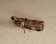 Conobathra hemichlaena