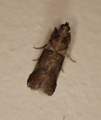 Conobathra hemichlaena