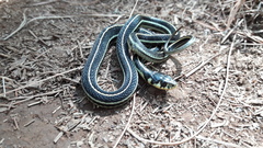 Thamnophis pulchrilatus
