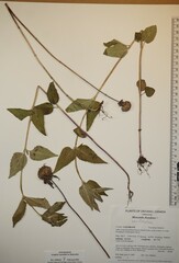 Monarda fistulosa fistulosa