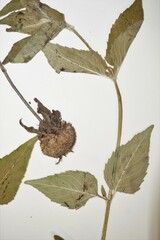 Monarda fistulosa fistulosa