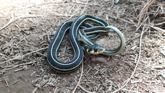 Thamnophis pulchrilatus