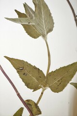 Monarda fistulosa fistulosa