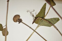 Monarda fistulosa fistulosa