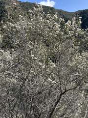 Ceanothus crassifolius