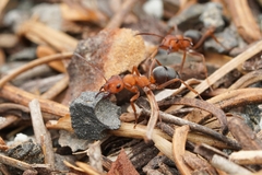 Formica integroides