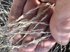 Tetradymia glabrata