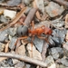 Vinegar Ant - Photo (c) Jonghyun Park, some rights reserved (CC BY), uploaded by Jonghyun Park