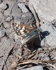 Burnsius communis